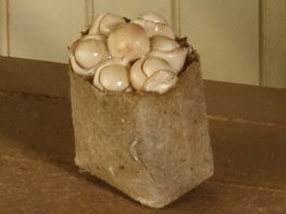 [DB] Brown Bag of Mushrooms